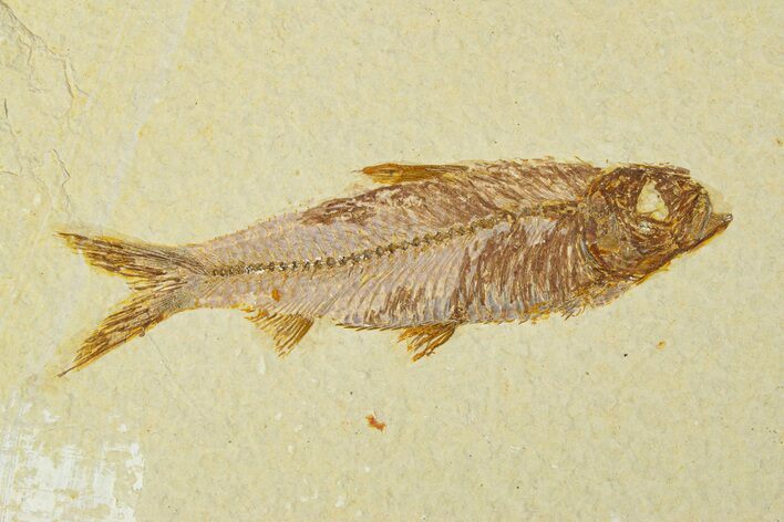 Fossil Fish (Knightia) - Wyoming #295522